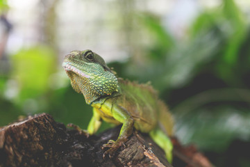 green lizard in garden
