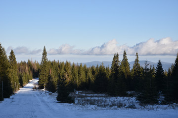 Winter in the forest of the Karkonosze Mountains, Czech-Polish border.