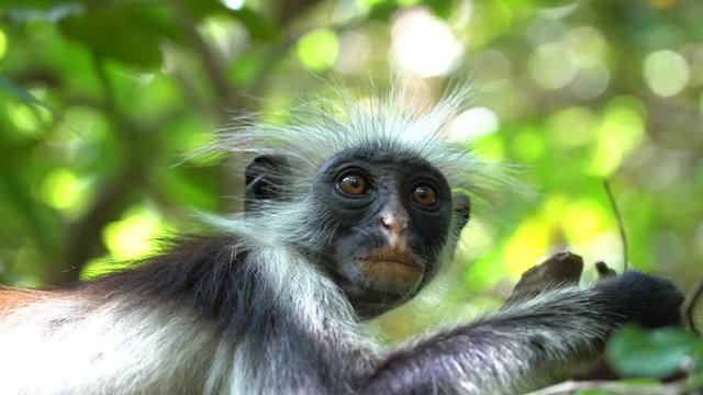 Wild red colobus monkey sitting on the branch in tropical forest on the island of Zanzibar, Tanzania, East Africa