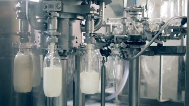 Rotating transporter is pouring fresh milk into bottles. Automated process of filling bottles with milk.