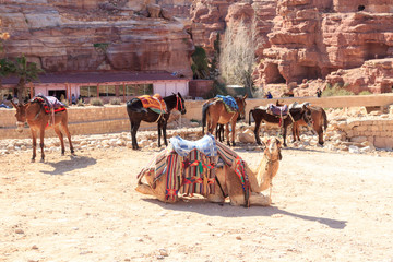 Camel and donkeys in ancient city of Petra, Jordan