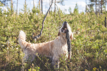 Golden retriever eating stick