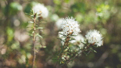 white bog flower