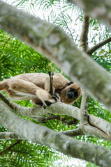 female Black Howler climbing tree branchs