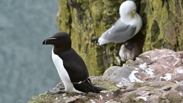 Black-legged kittiwake (Rissa tridactyla) and razorbill (Alca torda) nesting in sea cliff at seabird colony, Scotland, UK