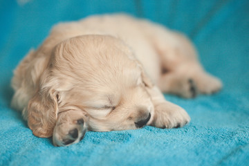 golden retriever puppy sleeping