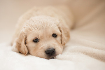 golden retriever puppy looking