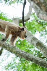 Black Howler female climbing some tree branches