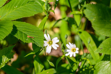 The awakening of nature in spring