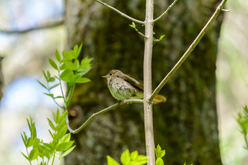Life of forest birds in the forest in the warm summer