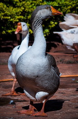 domestic goose in a rural area