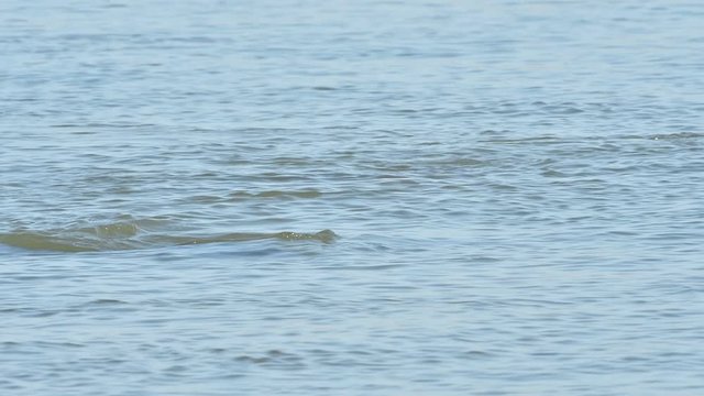 Two young grey seals / gray seals (Halichoerus grypus) swimming and diving under at sea, Scotland