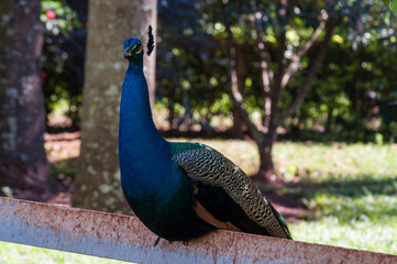 Naklejka premium Peacock sit at a piece of fence