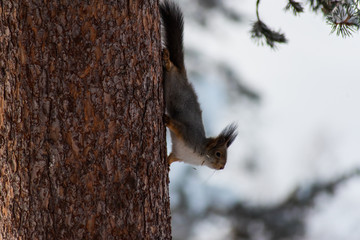 A squirrel searches for food in the snow in Lapland Finland. winter December.