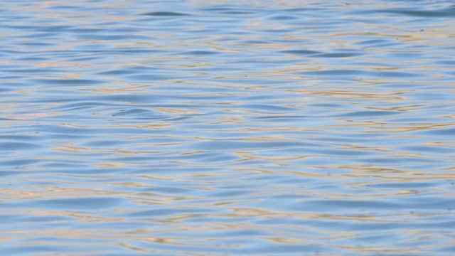 Young grey seal / gray seal (Halichoerus grypus) swimming and diving under at sea, Scotland