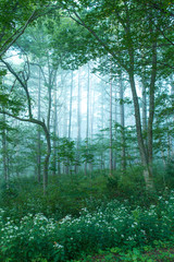 花の昨森と霧