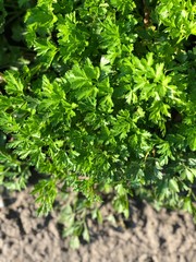 greens in the garden