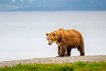 Ruling the landscape, brown bears of Kamchatka (Ursus arctos beringianus)