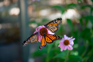 butterfly on cone flower