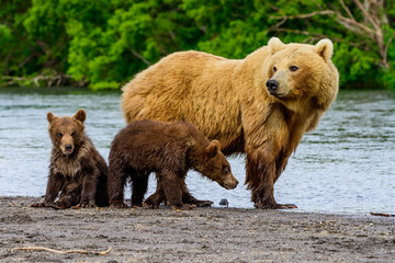 Fototapeta premium Ruling the landscape, brown bears of Kamchatka (Ursus arctos beringianus)