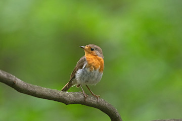 Fototapeta premium Portrait of a European robin (Erithacus rubecula). 