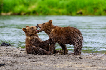 Ruling the landscape, brown bears of Kamchatka (Ursus arctos beringianus)