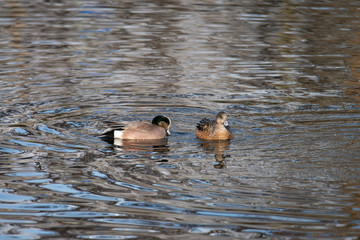 ducks on the pond