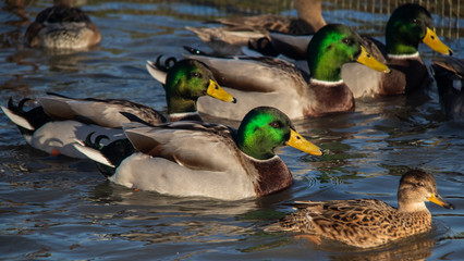 Obraz premium Canard Colvert