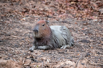 Ein nasses Wasserschwein liegend in der Seitenansicht