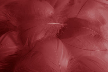Beautiful abstract colorful red feathers on white background and soft white feather texture on white pattern and light red background
