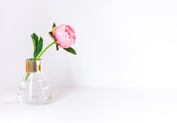 Peony flower in a vase on the white background close up frame. Copy space
