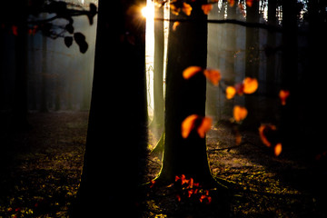 Buchenwald Sonnenaufgang