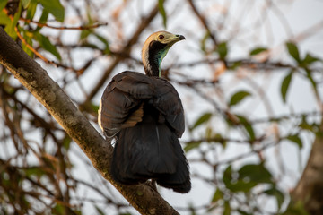Ein freigestellter Blaukehlguan auf einem Ast sitzend in der Seitenansicht