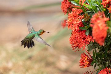 Hondurasamazilie Kolibri im Flug freigestellt steuert  in der Seitenansicht auf eine rote Blüte zu