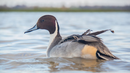 Canard Pilet
