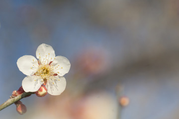 梅の花とボケた背景
