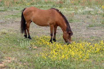 Pferde auf der Insel Öland in Schweden