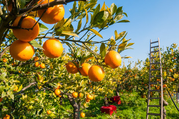 orange, fruit, tarocco, harvest, plant, red, picker, tree, italy, sicily, pick, agricultural, agriculture, activity, citrus, close-up, closeup, color, country, countryside, cut, farm, farmer, farming,