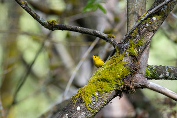 little yellow bird with a black cap