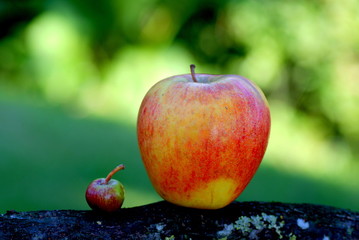 Close up of a small and a big apple