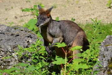 Kangaru in der Natur Entspannt