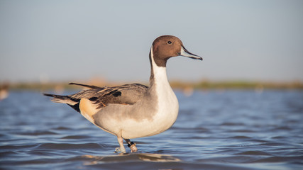 Canard Pilet