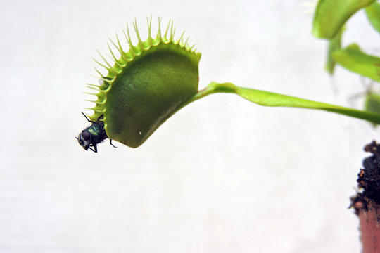 A Close-up Of A Fly Caught By A Venus Flytrap Isolated On White