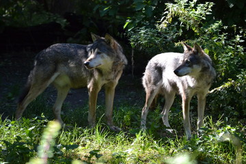 Wölfe in der Natur im Wald Rudel
