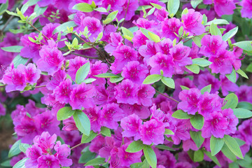 pink flowers in the garden