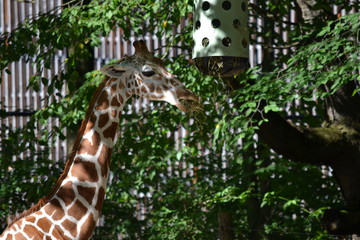 Giraffe am Fressen Langer Hals 