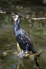 Vogel Steht am Wasser sucht Fische 