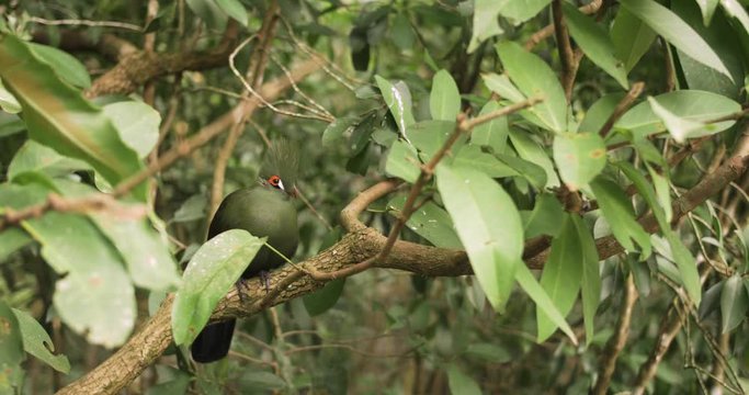 An exotic green bird sitting on a tree in Taiwan, Republic of China.