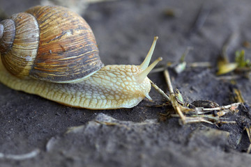 Snail crawling on a wet ground. Macro view
