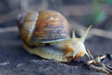 Snail crawling on a wet ground. Macro view